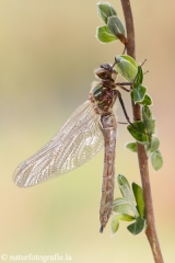 102 Falkenlibelle - Cordulia aenea