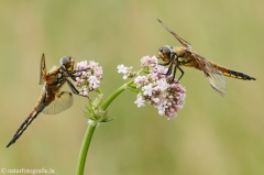 6 Vierfleck - Libellula quadrimaculata