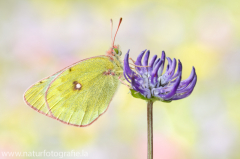 627 Alpen-Gelbling - Colias phicomone