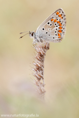 928 Aricia montensis - Mountain Argus