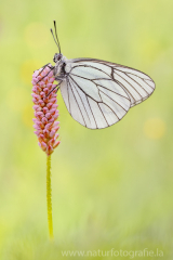 581 Baum-Weißling - Aporia crataegi