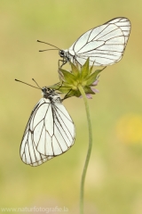 48 Baumweißling - Aporia crataegi