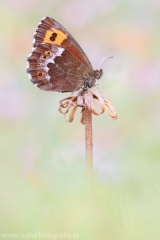 371 Weißbindiger Bergwald-Mohrenfalter