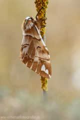 512 Birkenspinner - Endromis versicolora ♀