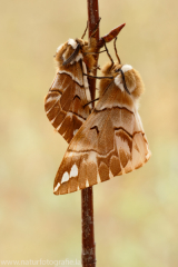 522 Birkenspinner - Endromis versicolora ♂♀