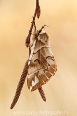 523 Birkenspinner - Endromis versicolora ♀