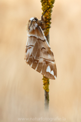 513 Birkenspinner - Endromis versicolora ♀