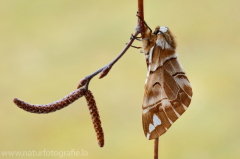 514 Birkenspinner - Endromis versicolora ♀