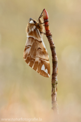 515 Birkenspinner - Endromis versicolora ♀