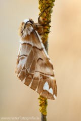 516 Birkenspinner - Endromis versicolora ♀