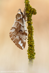 517 Birkenspinner - Endromis versicolora ♀