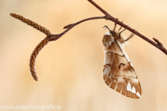 518 Birkenspinner - Endromis versicolora ♀