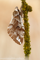 519 Birkenspinner - Endromis versicolora ♀