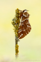 520 Birkenspinner - Endromis versicolora ♂