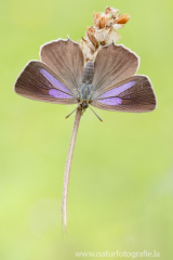 Blauer Eichen-Zipfelfalter - Favonius quercus