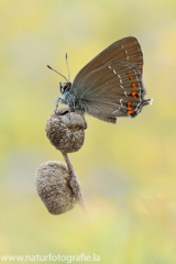 598 Brauner Eichen-Zipfelfalter - Satyrium ilicis