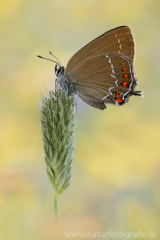 599 Brauner Eichen-Zipfelfalter - Satyrium ilicis