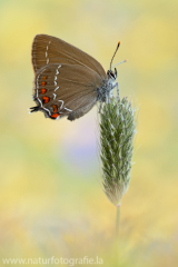 600 Brauner Eichen-Zipfelfalter - Satyrium ilicis