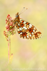 560 Braunfleckiger Perlmuttfalter - Boloria selene.