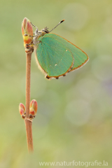 537 Grüner Zipfelfalter - Callophrys rubi