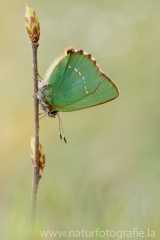 538 Grüner Zipfelfalter - Callophrys rubi