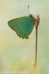 539 Grüner Zipfelfalter - Callophrys rubi