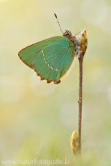 540 Grüner Zipfelfalter - Callophrys rubi