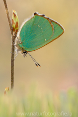 533 Grüner Zipfelfalter - Callophrys rubi