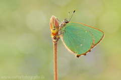 534 Grüner Zipfelfalter - Callophrys rubi