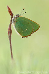 535 Grüner Zipfelfalter - Callophrys rubi