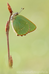 536 Grüner Zipfelfalter - Callophrys rubi