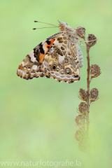 492 Distelfalter - Vanessa cardui