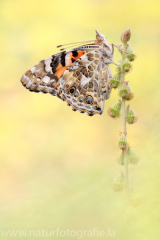 493 Distelfalter - Vanessa cardui