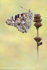 494 Distelfalter - Vanessa cardui