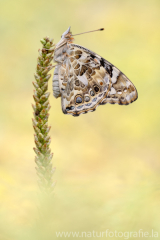 495 Distelfalter - Vanessa cardui