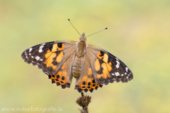 496 Distelfalter - Vanessa cardui