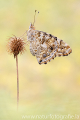 498 Distelfalter - Vanessa cardui