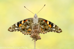 497 Distelfalter - Vanessa cardui