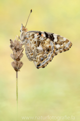 499 Distelfalter - Vanessa cardui