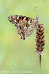 511 Distelfalter - Vanessa cardui