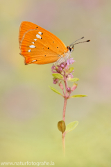 487 Dukatenfalter - Lycaena virgaureae ♀