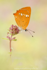 486 Dukatenfalter - Lycaena virgaureae ♀