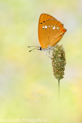 489 Dukatenfalter - Lycaena virgaureae ♀