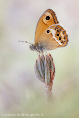 Dunkles Wiesenvögelchen - Coenonympha dorus