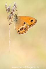 947 Dunkles Wiesenvögelchen - Coenonympha dorus