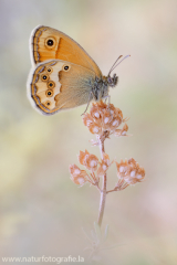 Dunkles Wiesenvögelchen - Coenonympha dorus