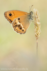 Dunkles Wiesenvögelchen - Coenonympha dorus