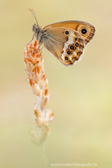 Dunkles Wiesenvögelchen - Coenonympha dorus