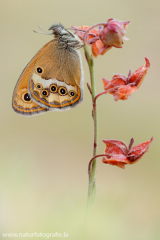 951 Dunkles Wiesenvögelchen - Coenonympha dorus