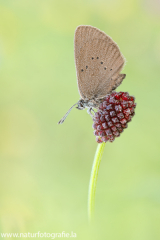 424 Dunkler Wiesenknopf-Ameisenbläuling